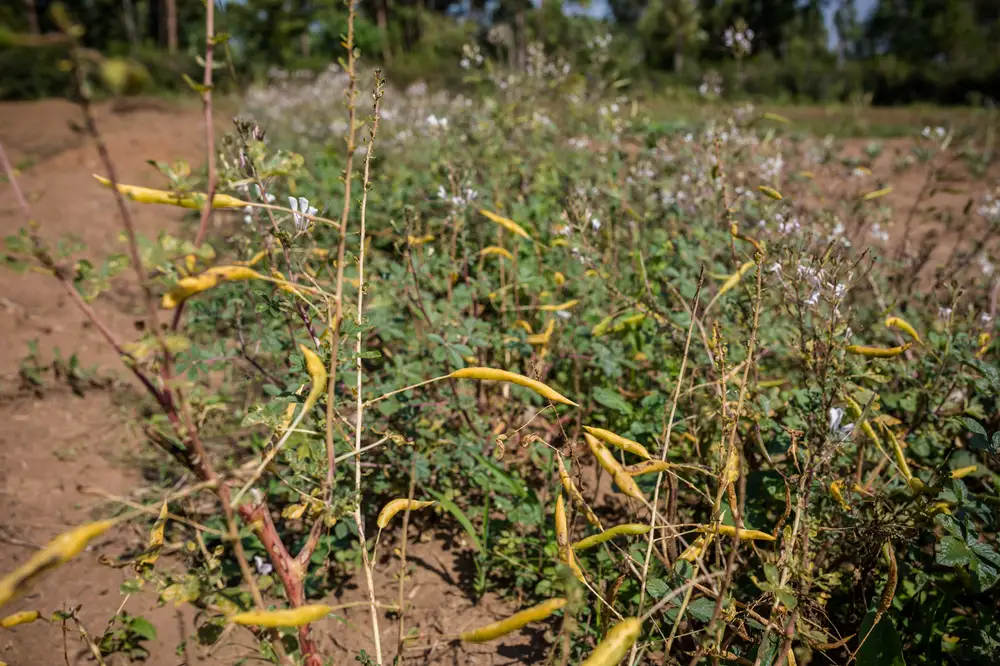 Yellow pea field