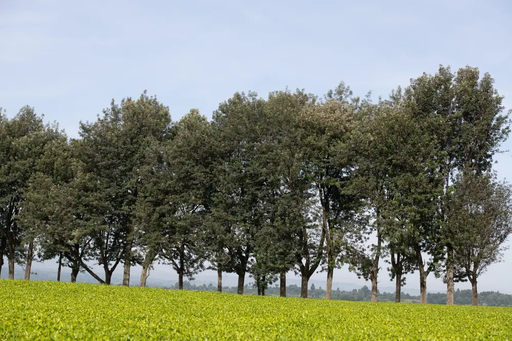Tall trees on a farm land