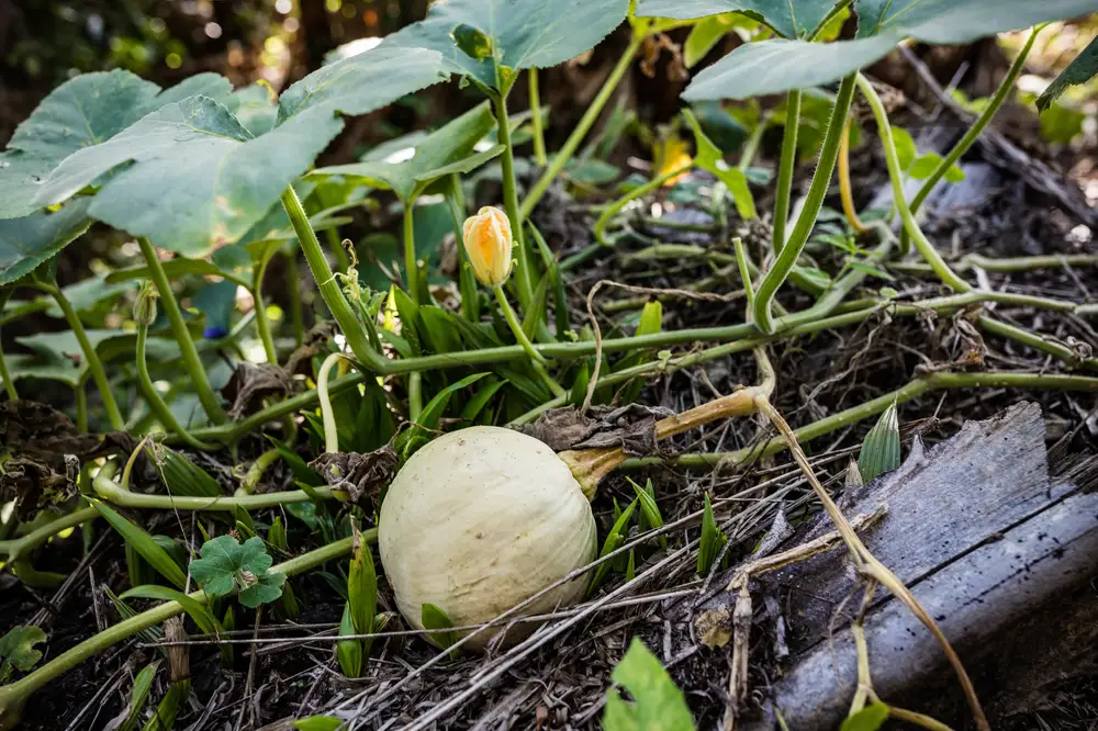 A garlic ball growing in a farm