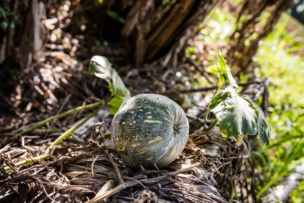 Watermelon ball growing on the ground
