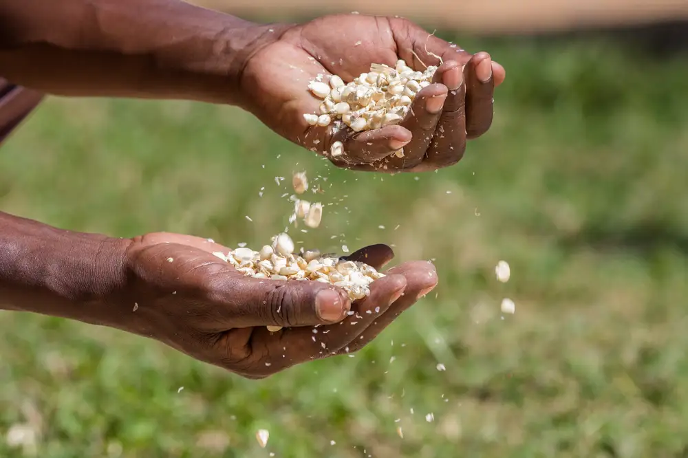 Man pouring maize grains in hand