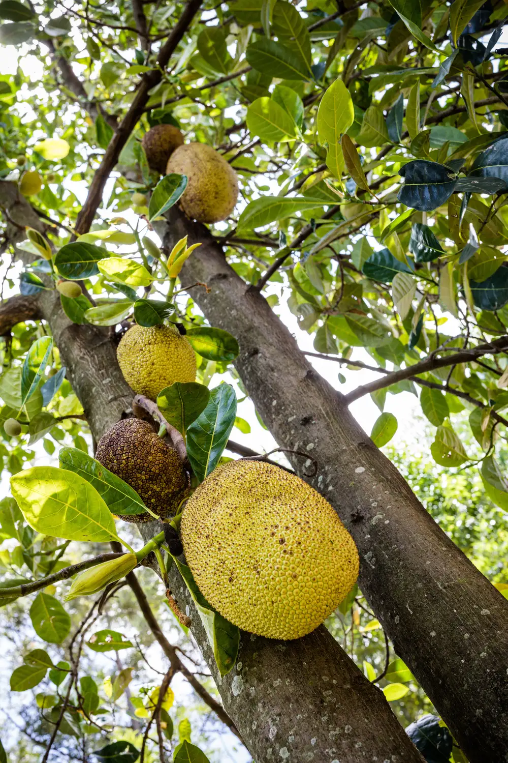 Fruits growing on farm trees