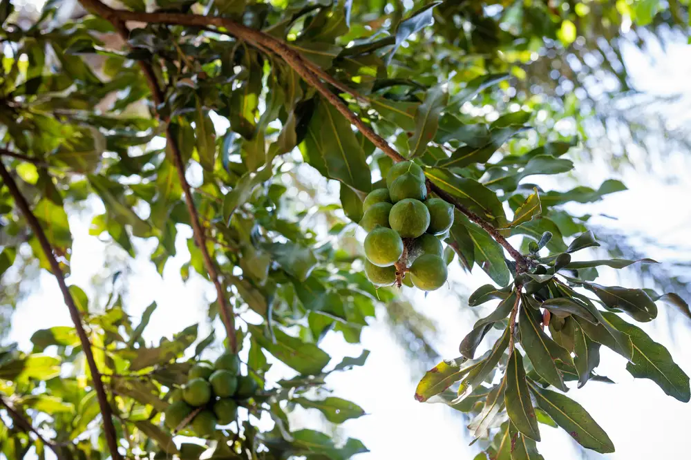 Fruits growing on a tree