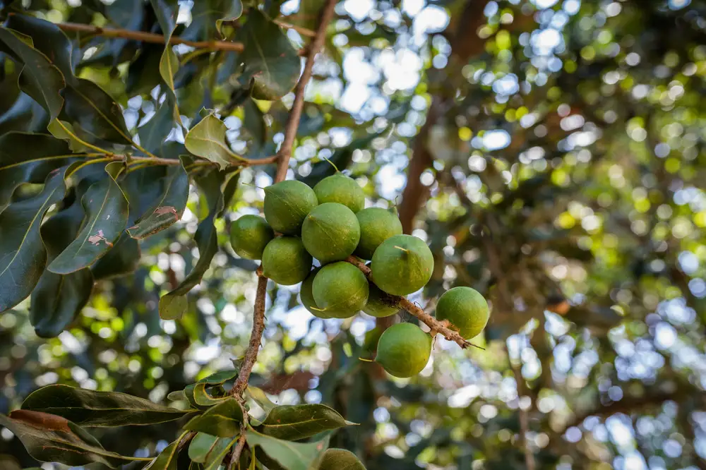 Fruits hanging on tree branch