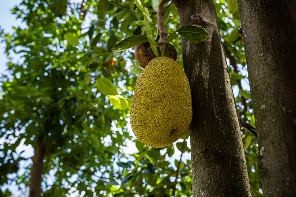 Picture of a jack fruit hanging form its tree branch