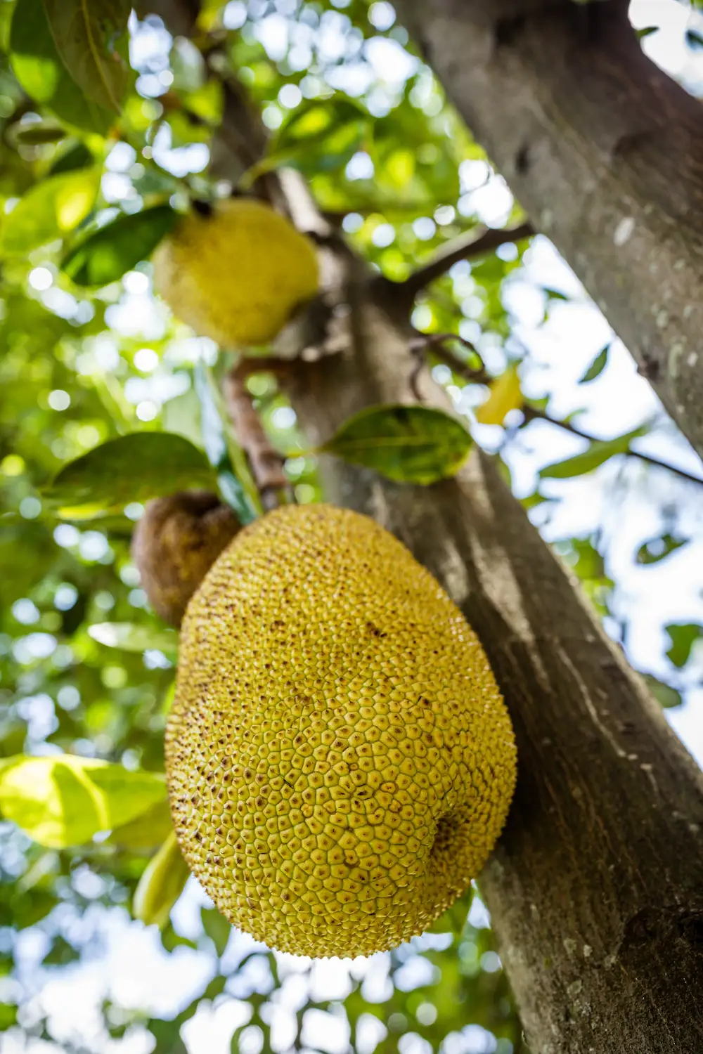 Jackfruit growing on a tree
