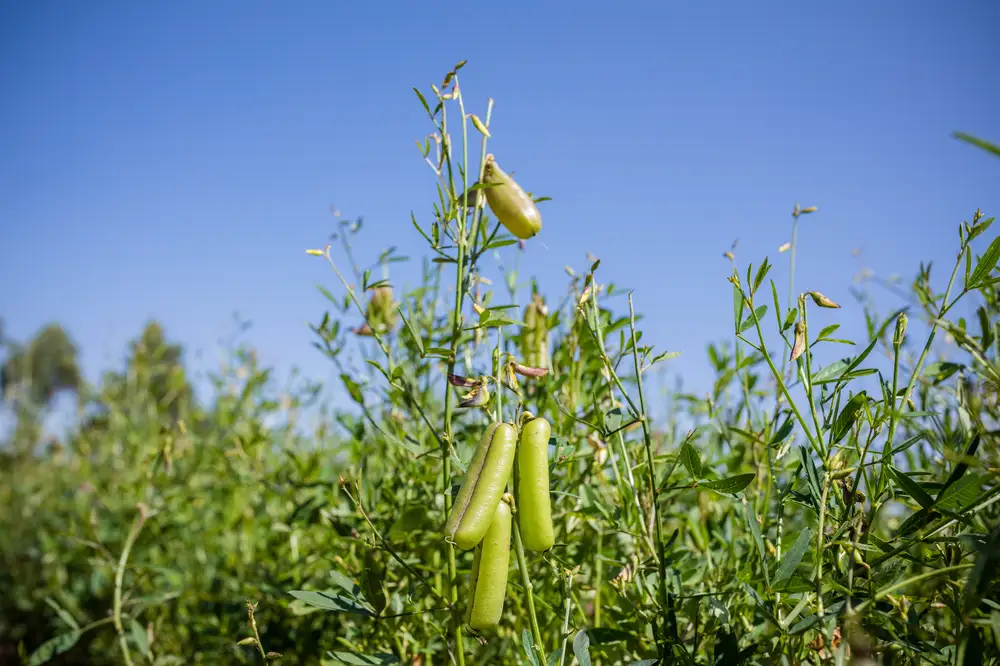 Green peas plant pisum pods