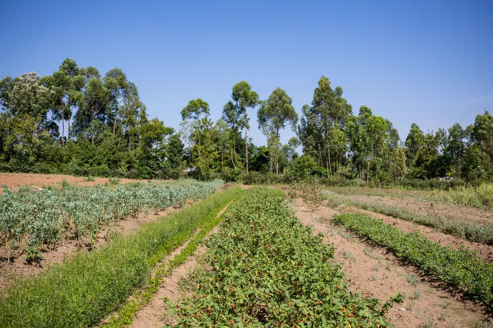 Litchi Tomato plant field