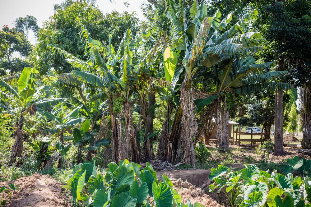 Green Banana Tree Plantation