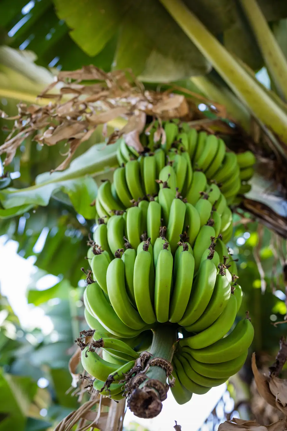 Closeup shot of a fresh green unripe bunch of banana