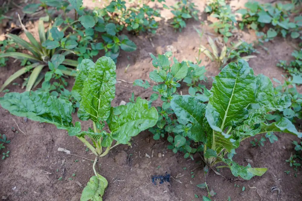 Group of growing spinach