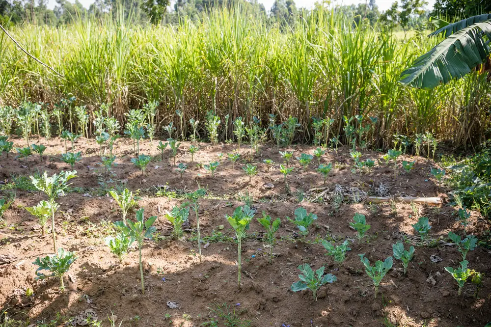Pea crop seedlings growing on well cultivated bed