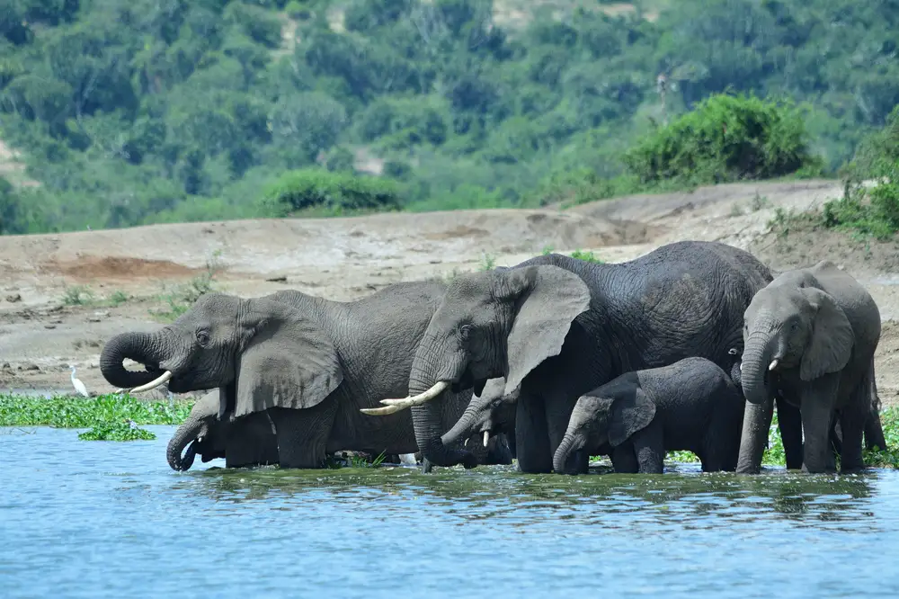 Elephants in a river