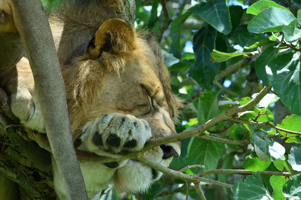 A lion sleeping