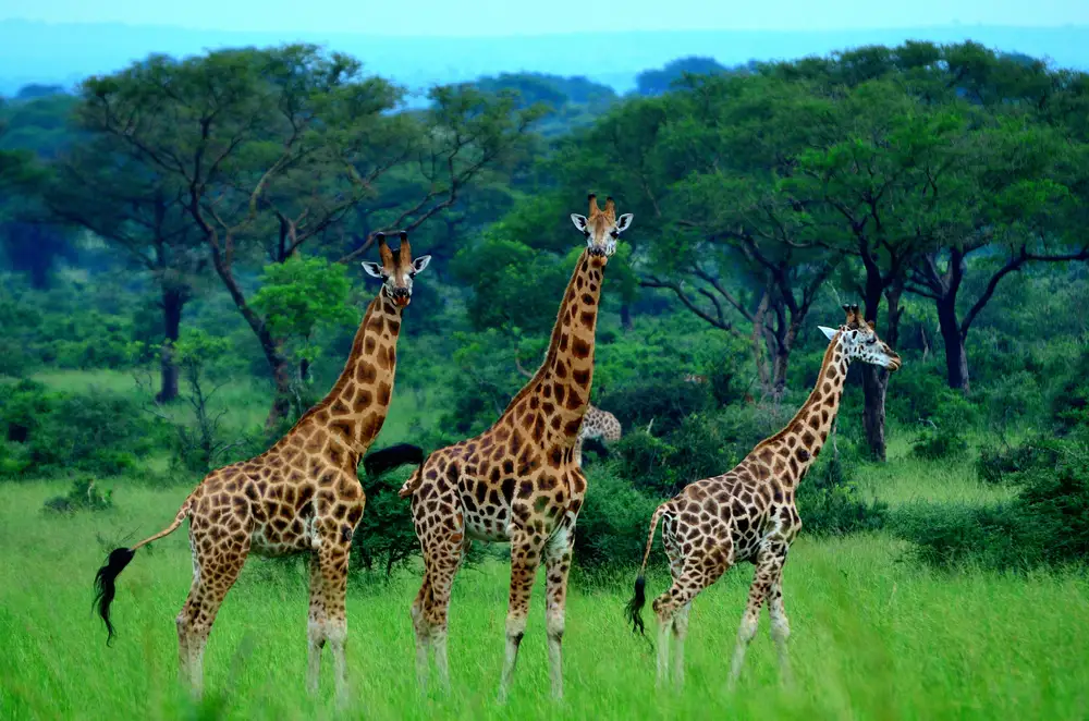 Three giraffes