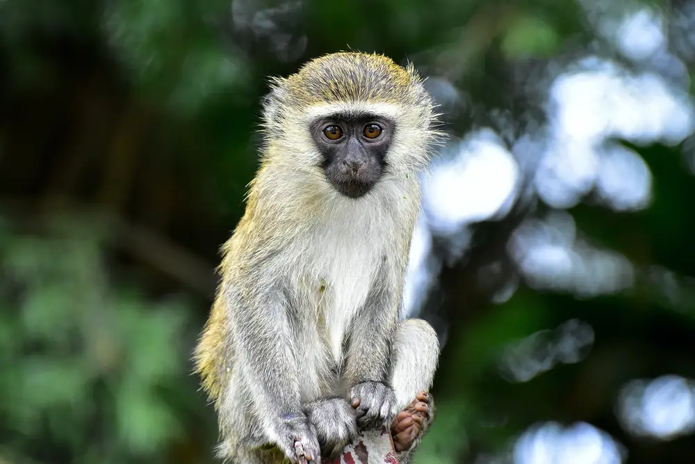 A monkey sitted on a tree