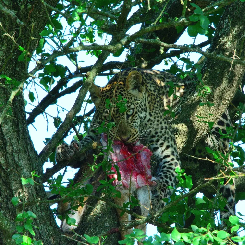 Leopard eating on a tree