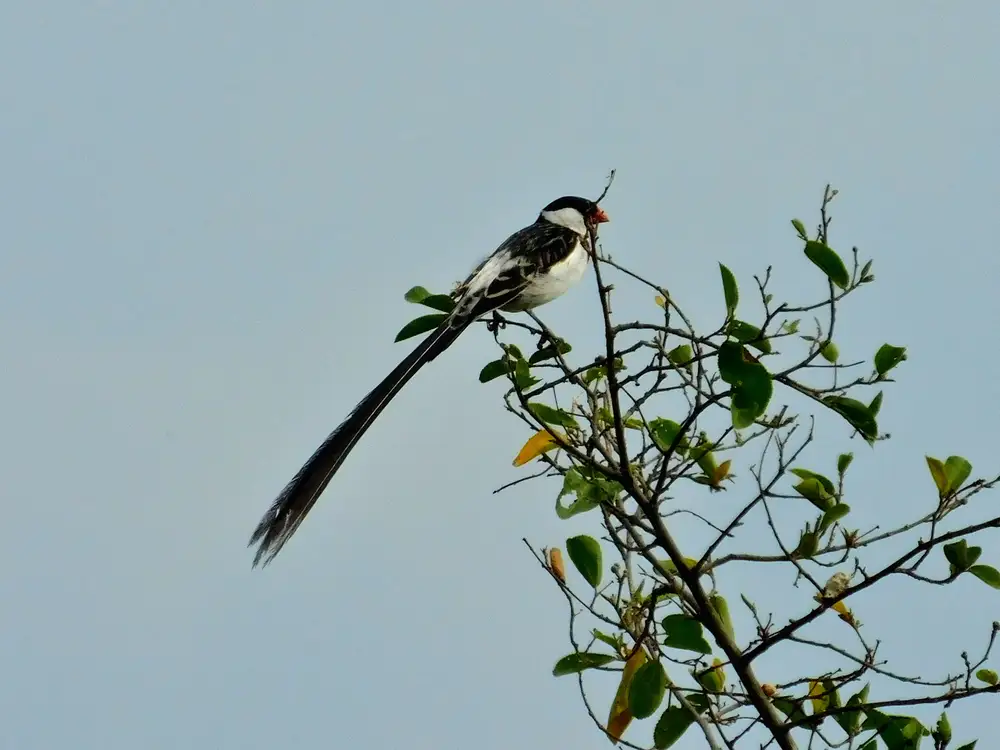Bird sitting on a stalk