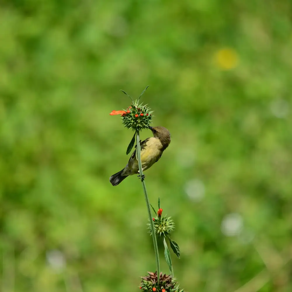 Bird perching a flower