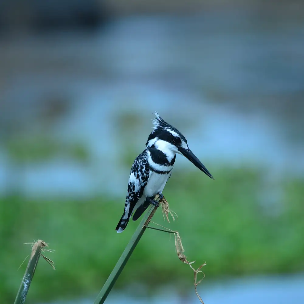 Bird on a stalk