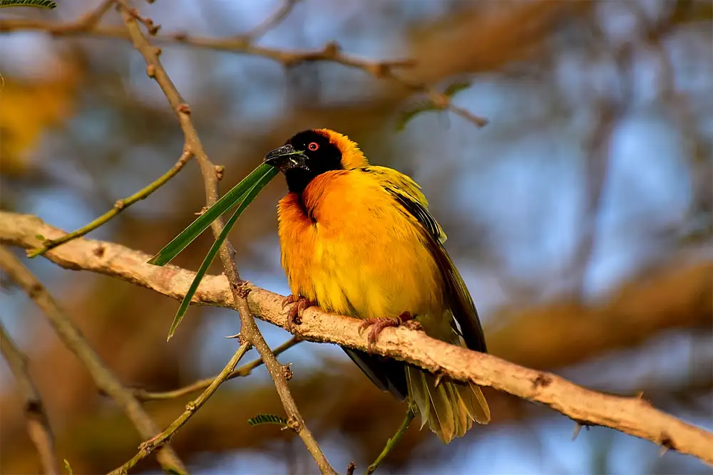 A bird on a  tree branch