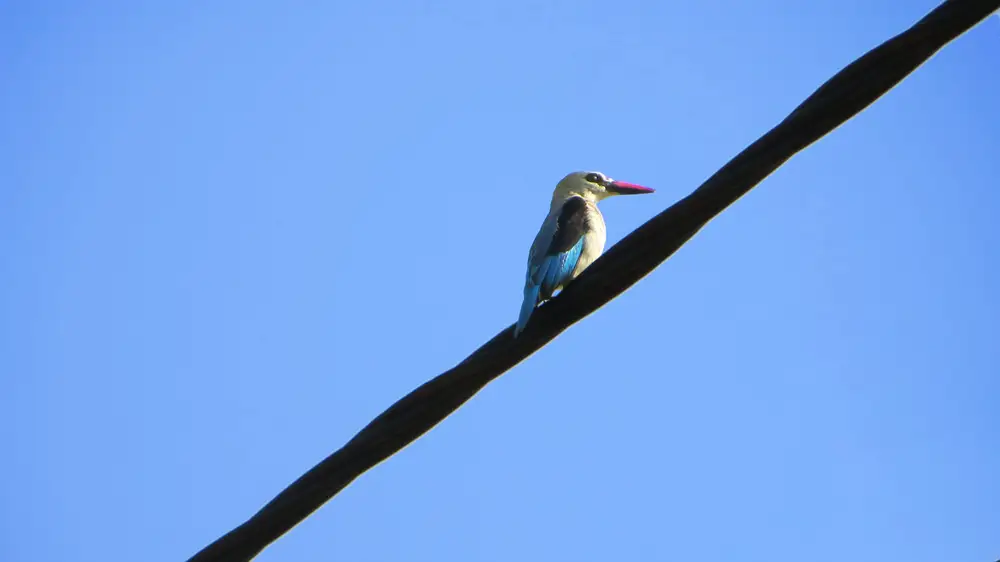 Bird sitted on a wire