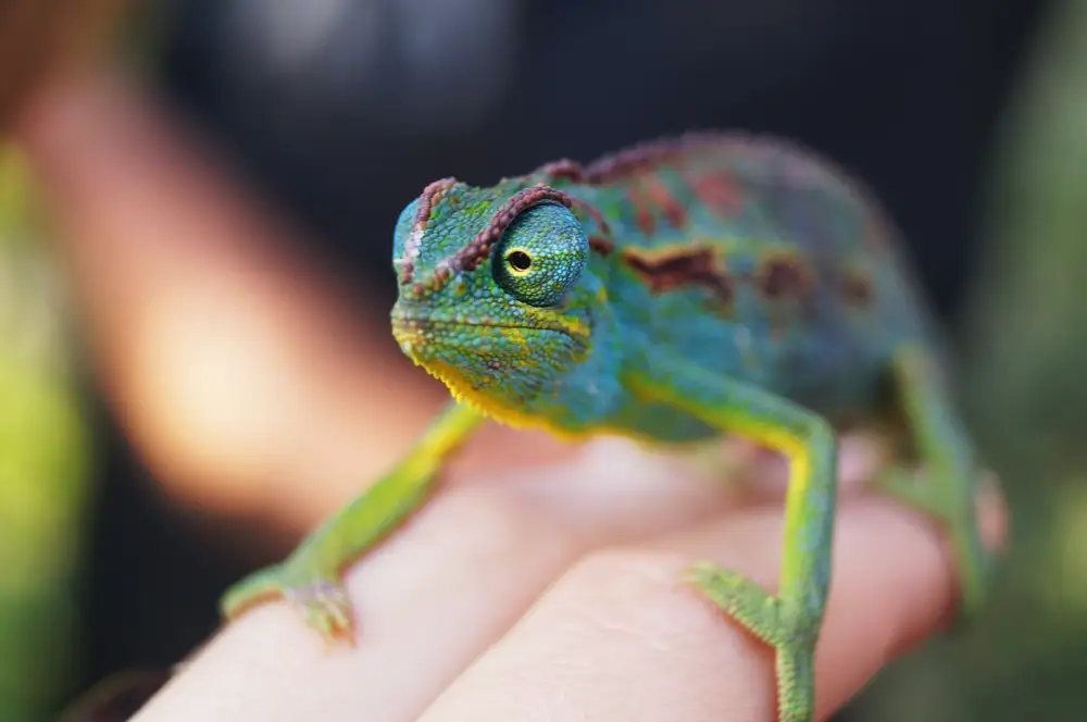 A coloful toad