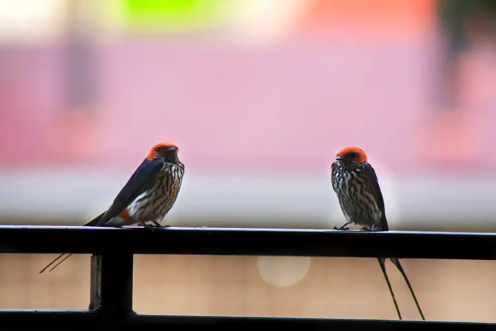Two birds sitted on a rail