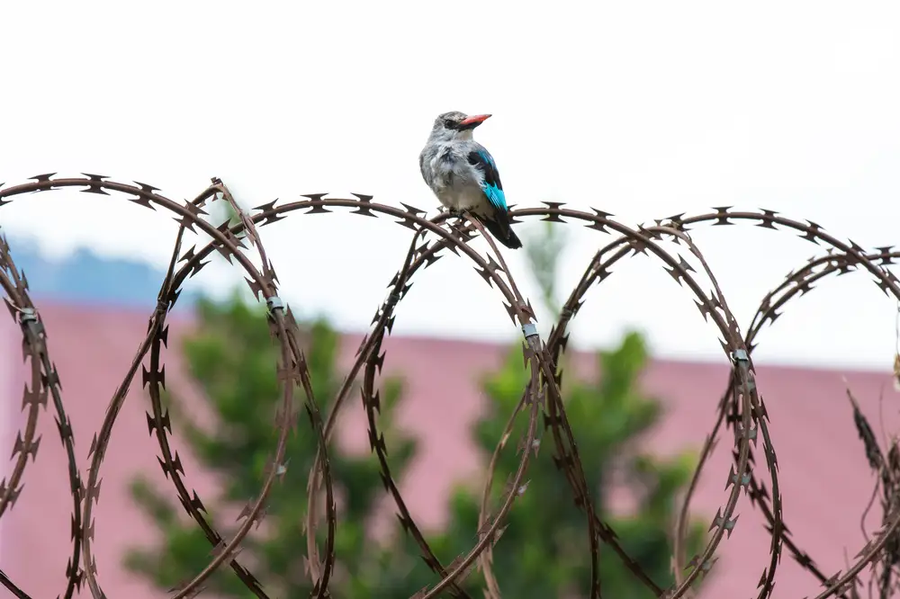 Bird on a barbed fence