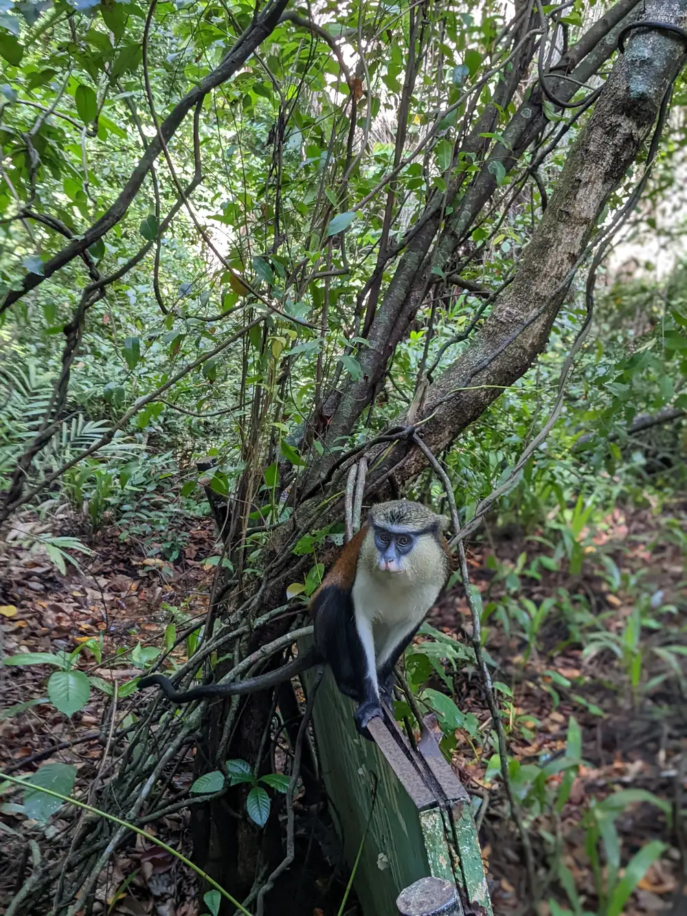 monkey in a forest