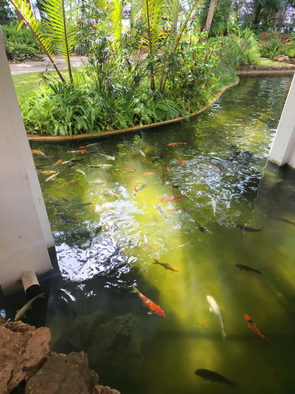 A Pond of Goldfish