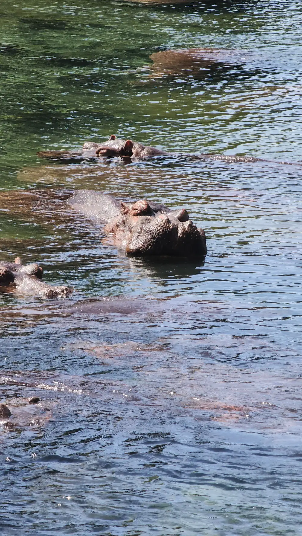 Crocodiles in a river