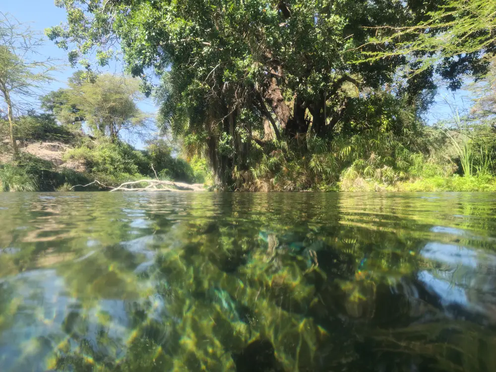 Trees by a river