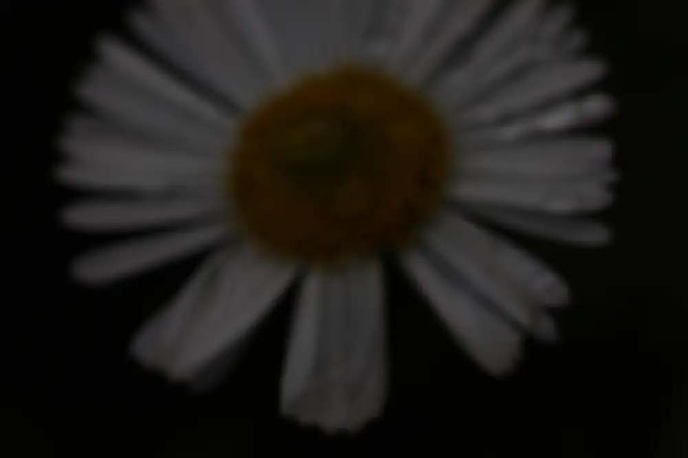 Low-exposure photo of  a daisy Flower