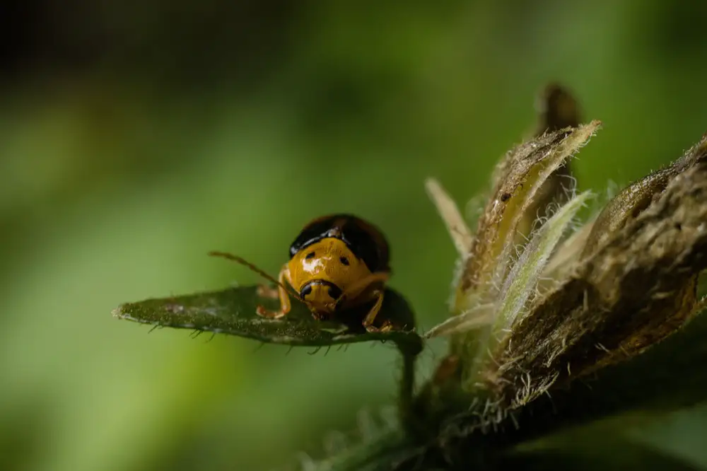 Lady bug on a plant leaf