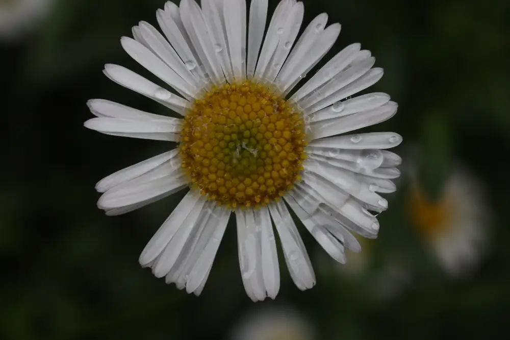Blooming daisy flower