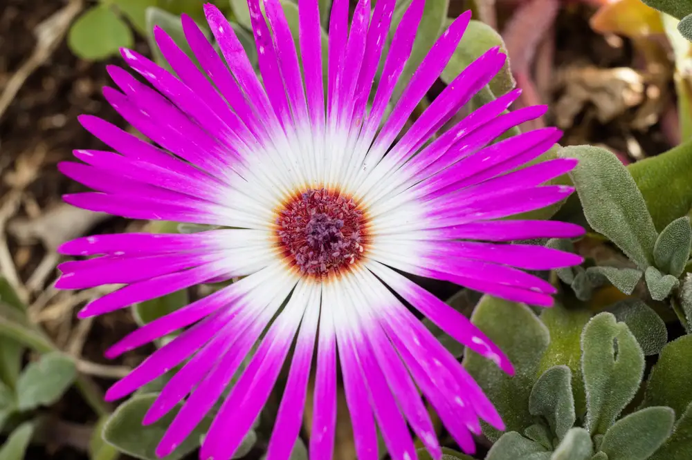 Blooming living stone daisy