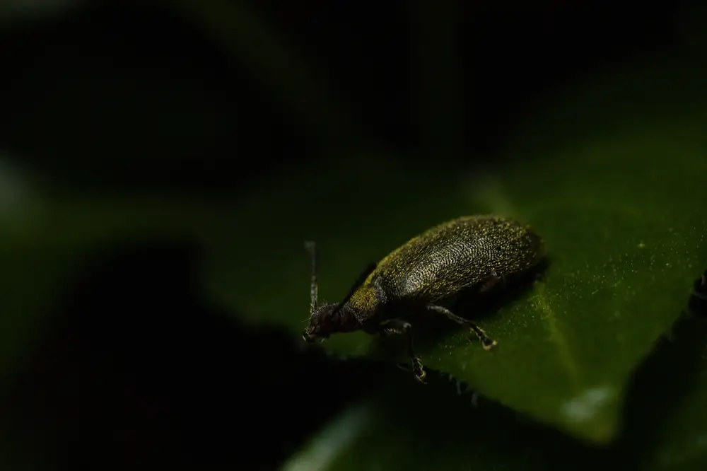 Weevil feeding on a leave