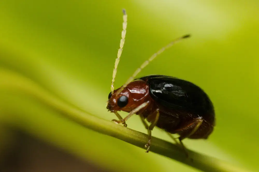 Beetle feeding on a leave