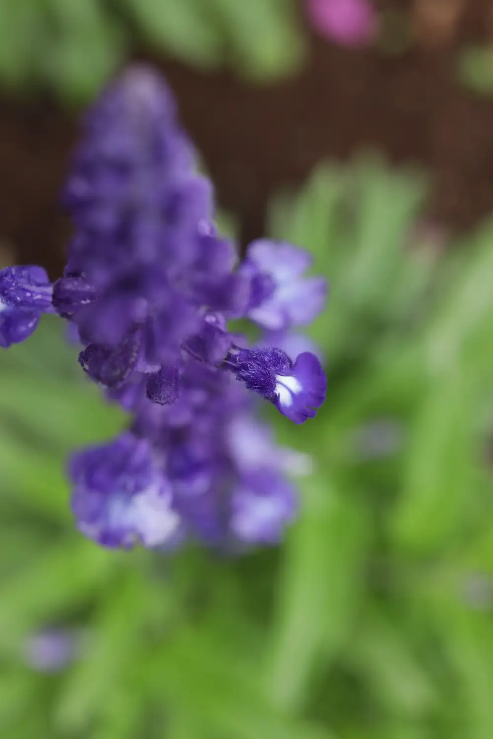 Wet purple flowers
