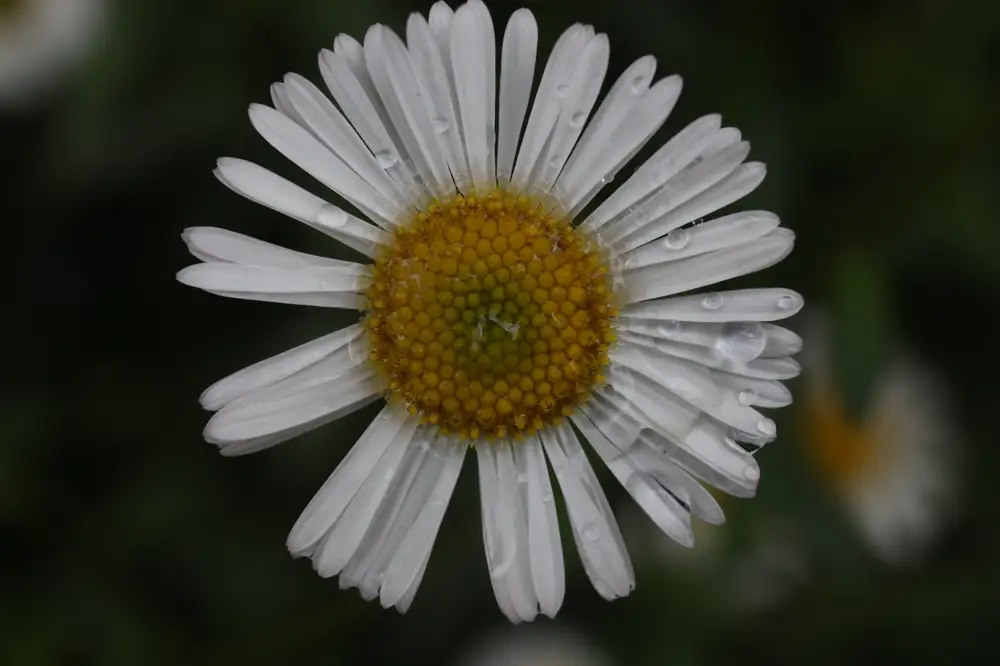 Daisy flower with water drops