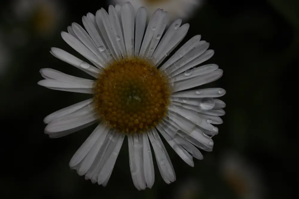 Water drops on blooming daisy