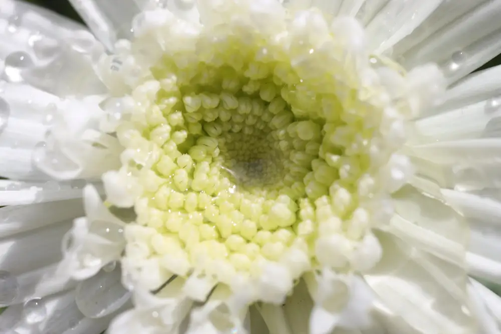Close-up view of an open white flower