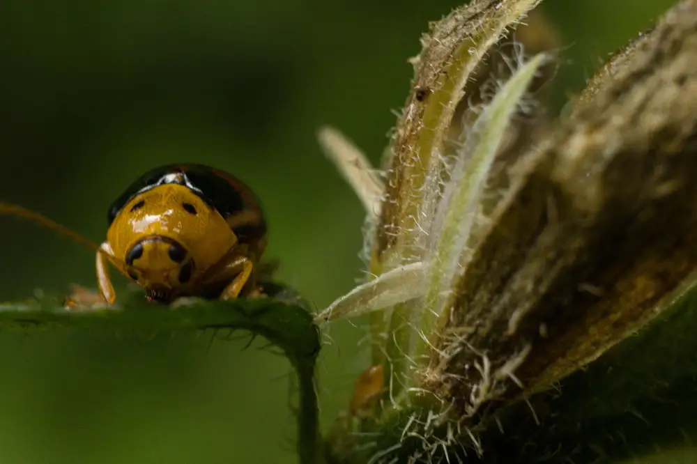 Lady bug viewed from the head