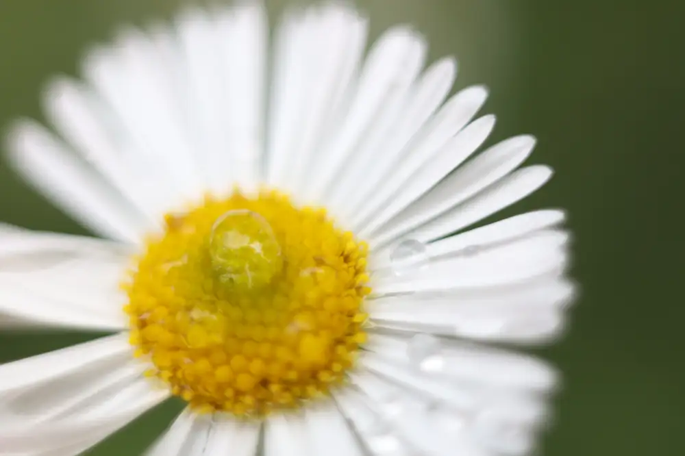 Closeup photo of a daisy