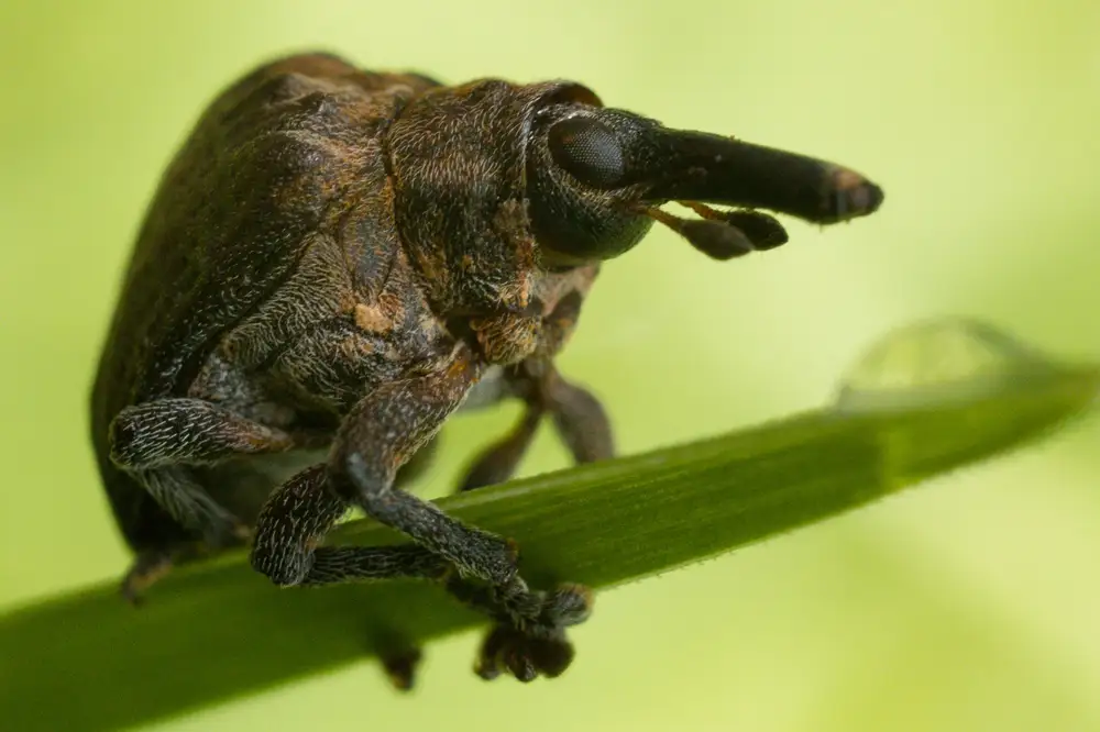 Weevil viewed from side