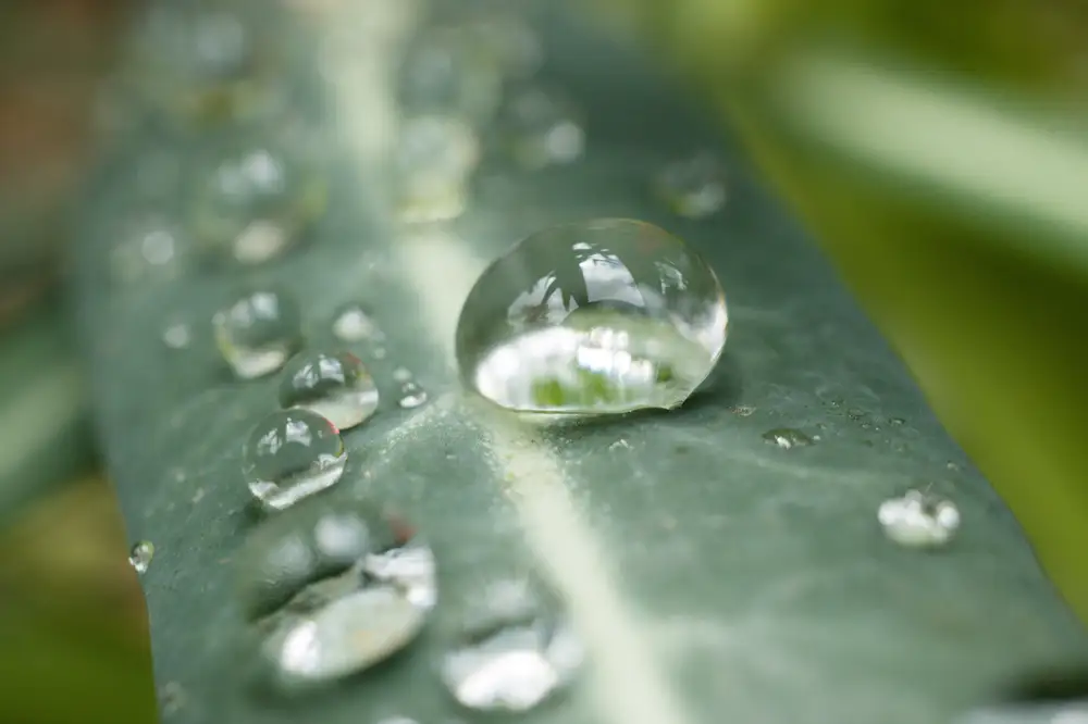 Drops of water flowing down a leave