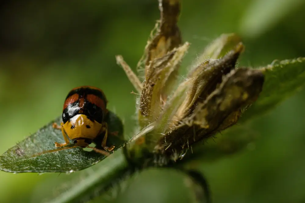 Lady bug feeding on a leave