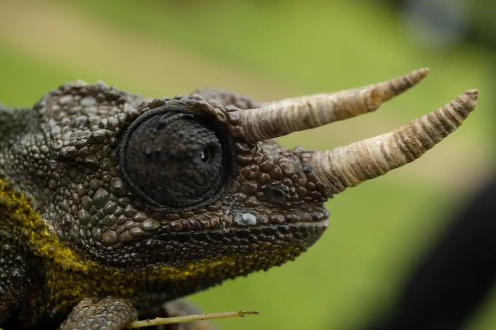 Portrait of a Chameleon's head