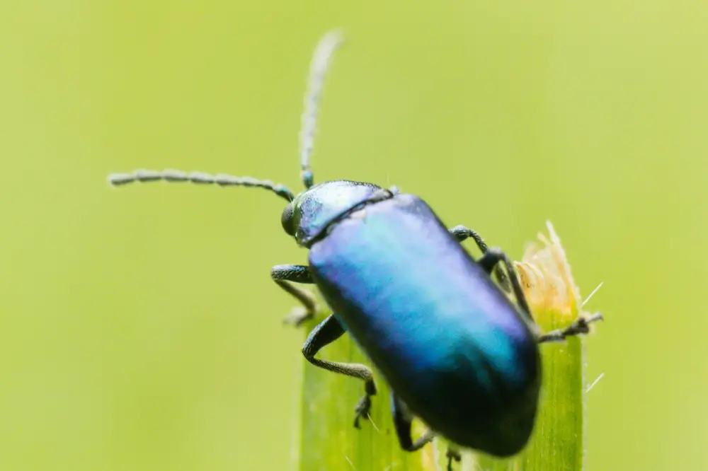 Leave beetle on green leave